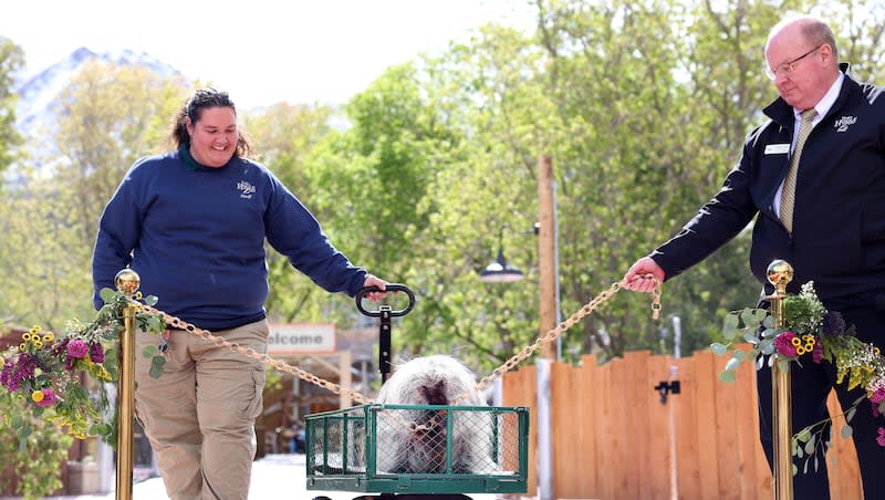 Autumn Henry and Doug Lund, president and CEO of Utah’s Hogle Zoo, watch as Barton, a North American porcupine, chews through the ribbon for the ribbon cutting ceremony at the unveiling of the Aline W. Skaggs Wild Utah exhibit at the zoo in Salt Lake City on Thursday, May 9, 2024.