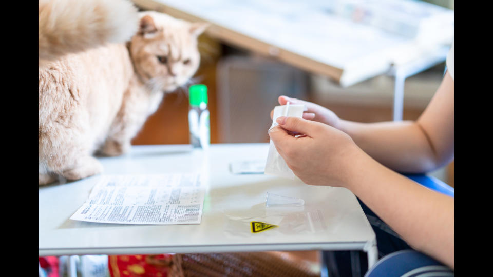 Vet prescribing cat medicine