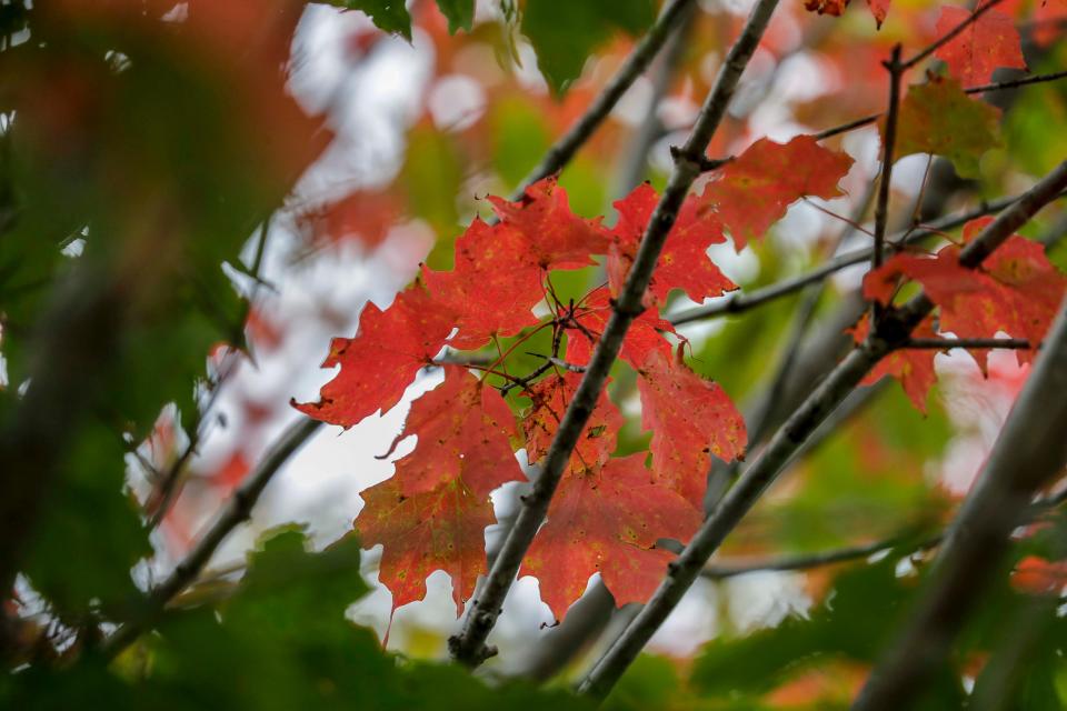 Fall color has just as seen, Tuesday, September 21, 2021, in Two Rivers, Wis.