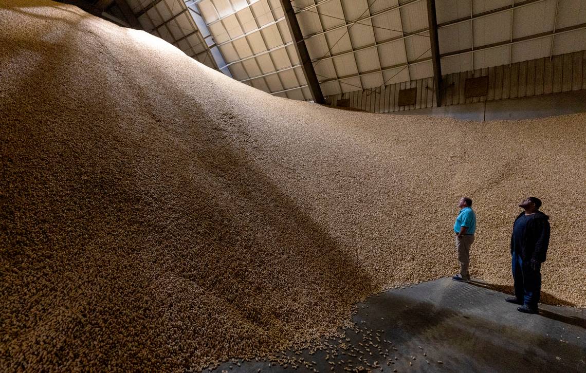 R.P. Watson III, vice president of operations for Severn Peanut Company, and employee Terry Whitehead look over a cold storage unit that houses ten million pounds of raw peanuts on Monday, July 10, 2023 at the Severn Peanut Company in Severn, N.C.