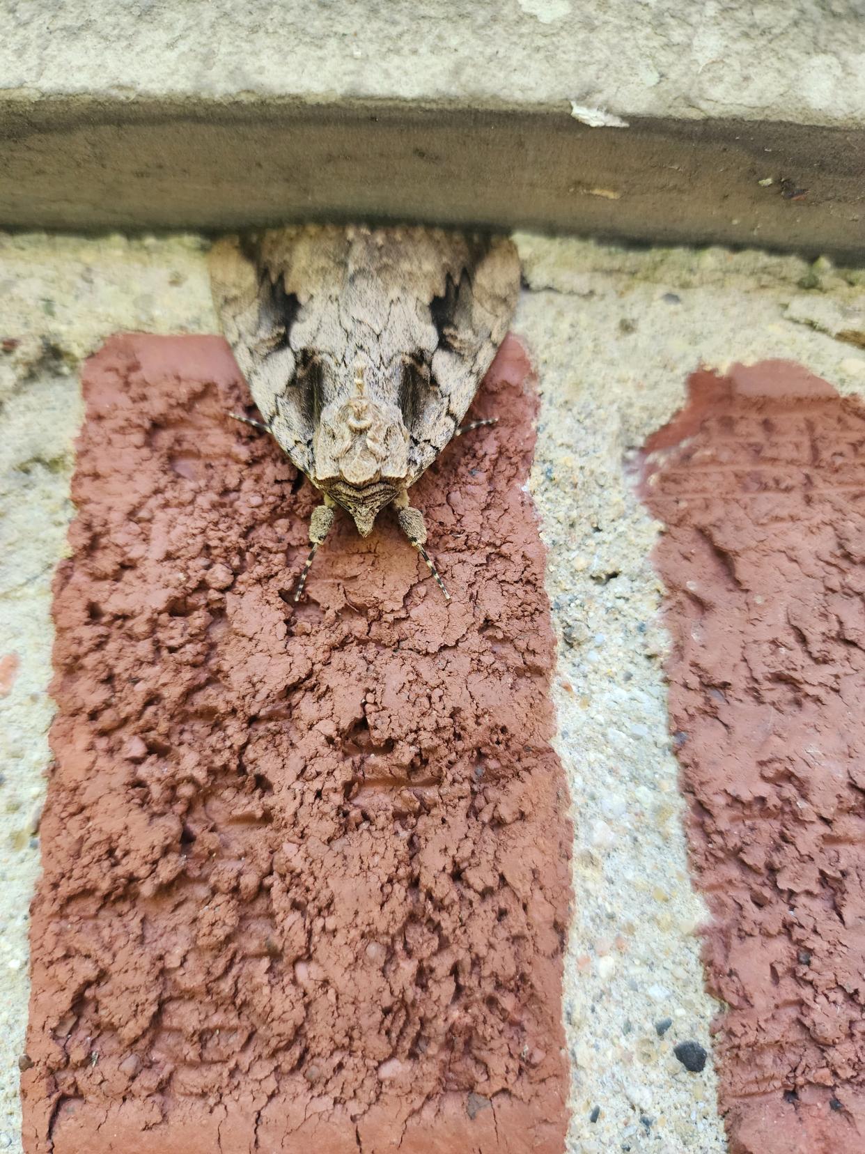 A sweetheart underling moth, resting on an outside wall of Cathryn Daisy's Commerce Township house on Aug. 13, 2023, startled Daisy, as it initially appeared to be a snake's head emerging from the brick.