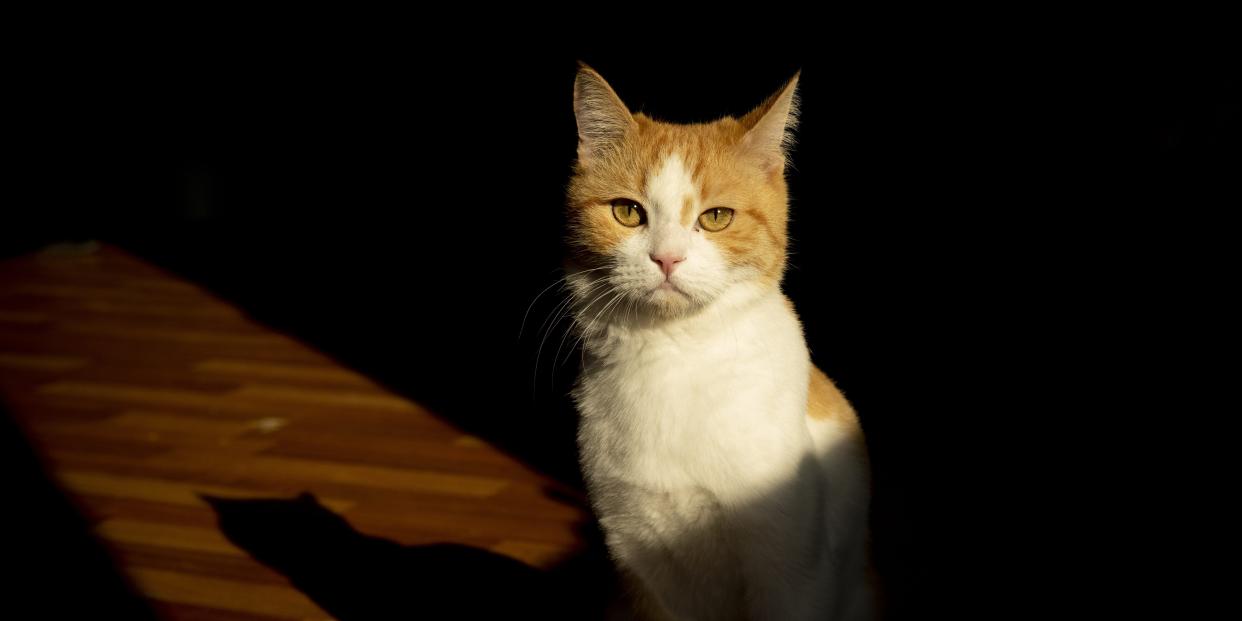 A cat is seen in the hotel which offers various services such as personal care and accommodation for cats and dogs in Erbil, Iraq on October 18, 2022.