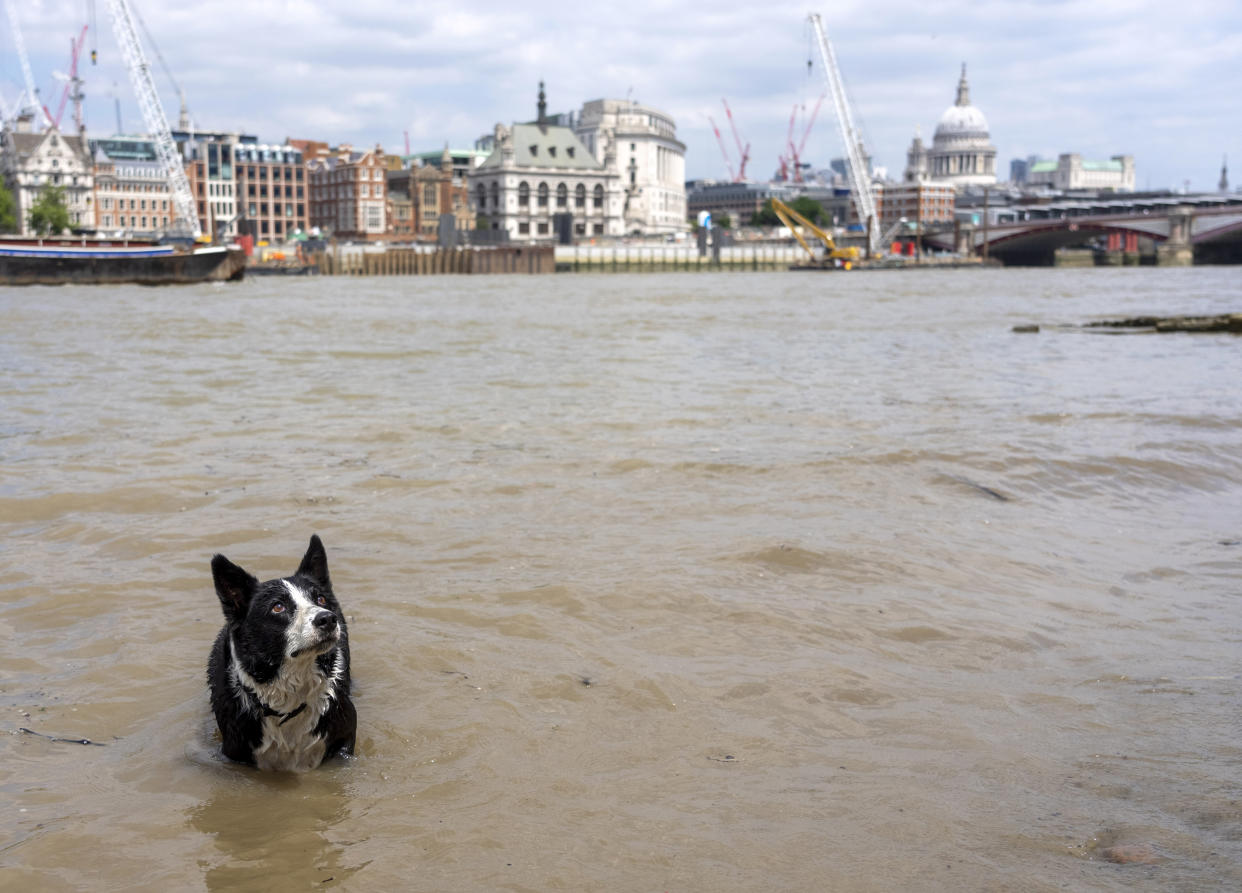 A dog cools off in the River Thames in London on Monday. (PA)