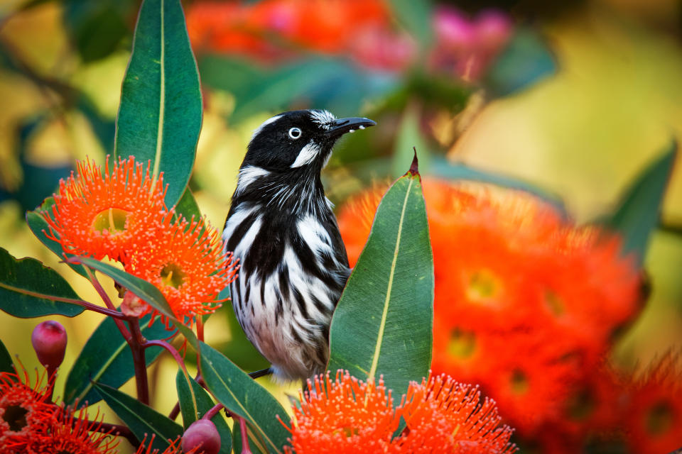 Eine von sechs australischen Vogelarten gilt als bedroht. (Symbolbild: Getty Images)