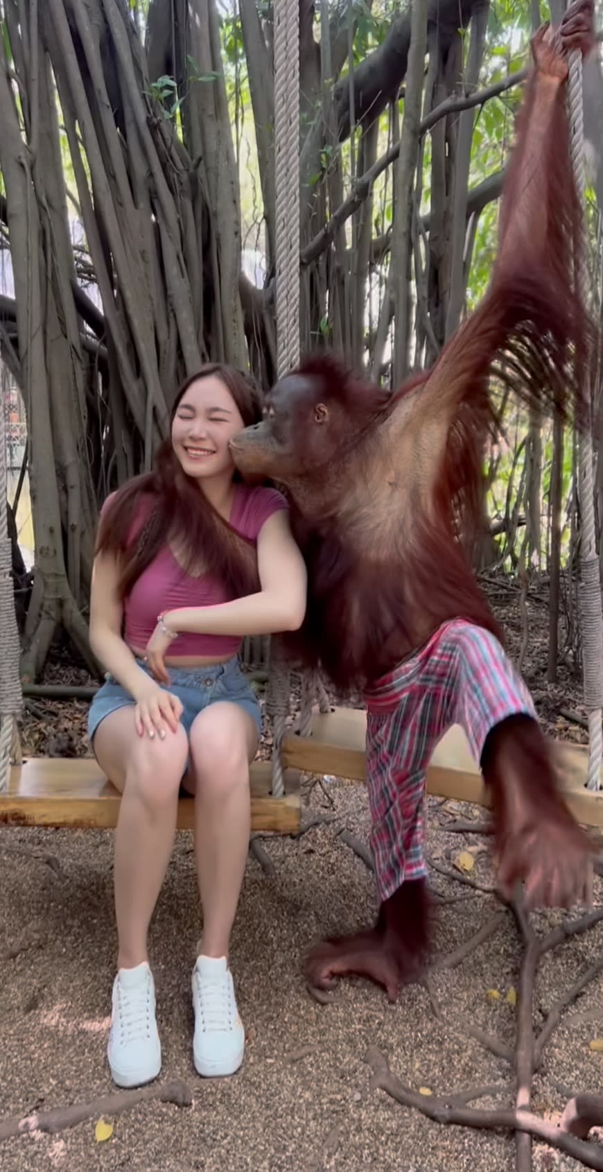 鄧伊婷與猩猩的互動十分搞笑。（圖／翻攝自irinateting IG）