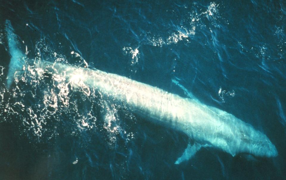 An adult blue whale swimming in the eastern Pacific Ocean.