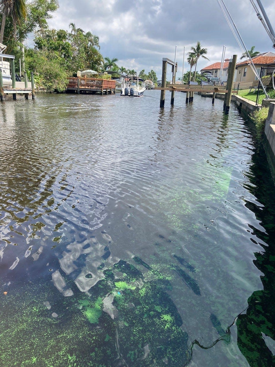 Blue-green algae bloom in a canal.