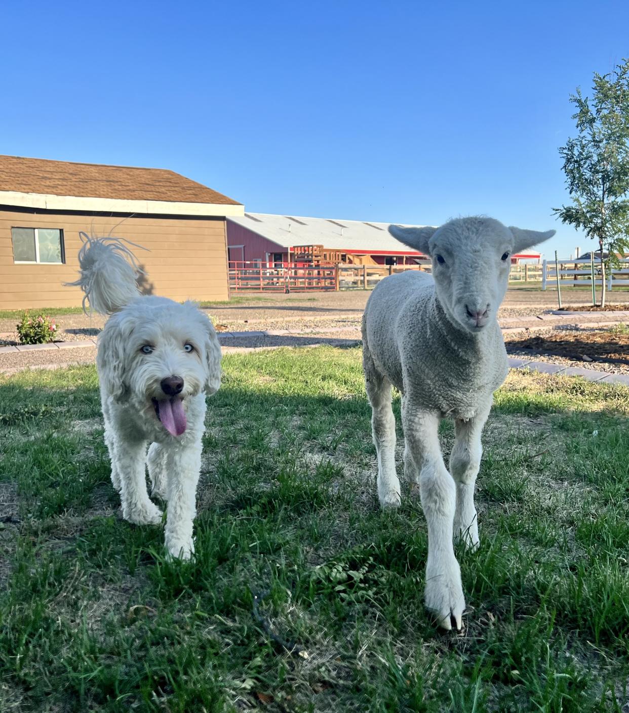 Buddha, a rescue dog, befriends baby animals like Cheerio when they come to Luvin Arms Animal Sanctuary in Erie, Colorado.  (Courtesy of Luvin Arms Animal Sanctuary)
