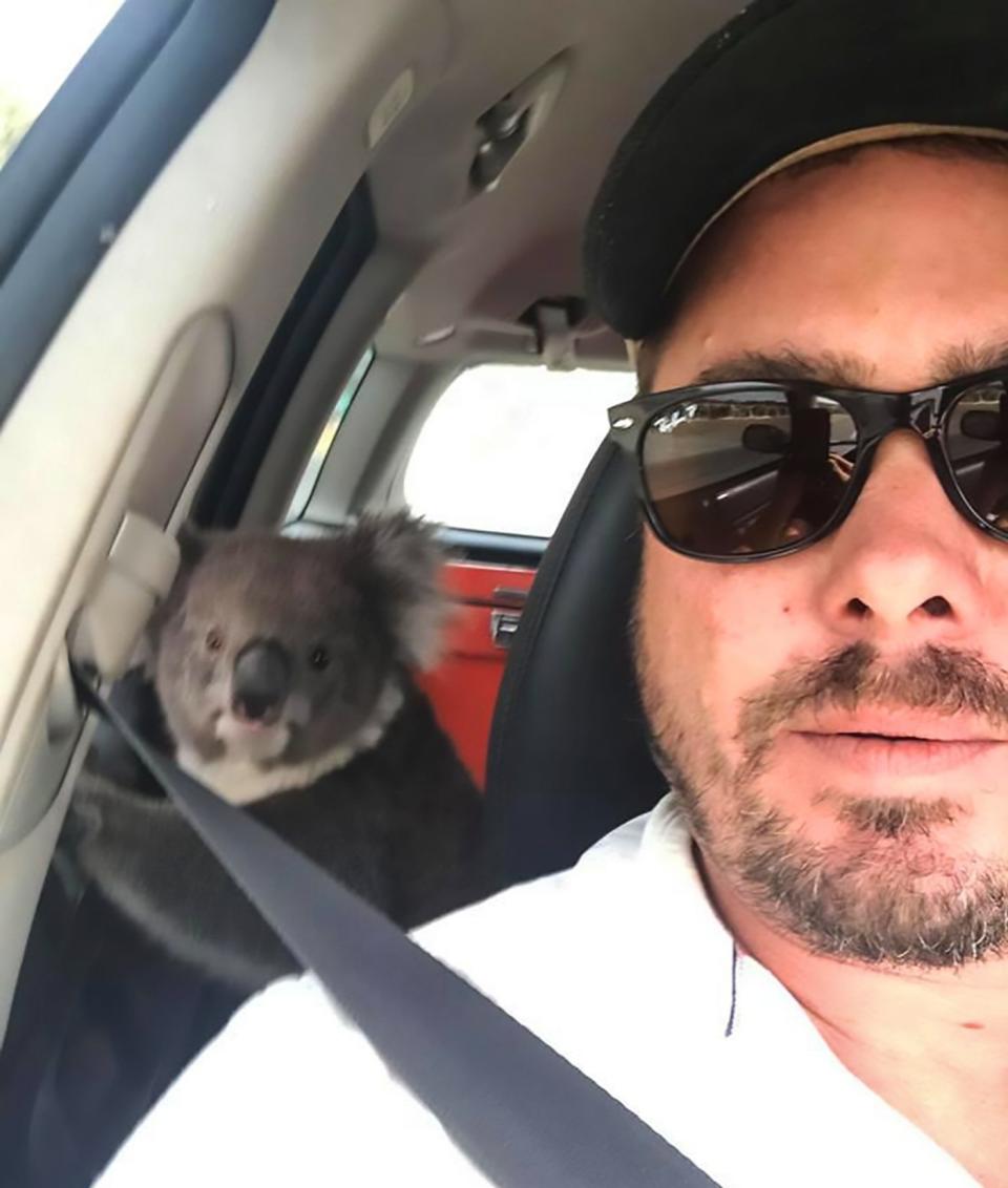 The cheeky koala made himself comfortable – by jumping in front seats of the car with Mr Whitrow (CEN)