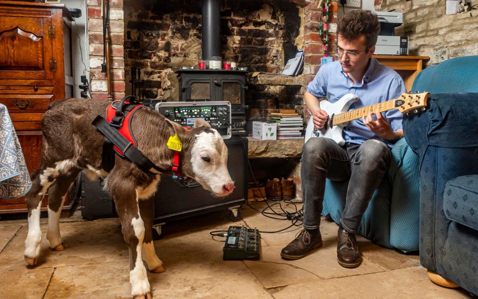 Mr Bowerman has said that Silvio the calf enjoys listening to Ben, his son, practice guitar in the living room