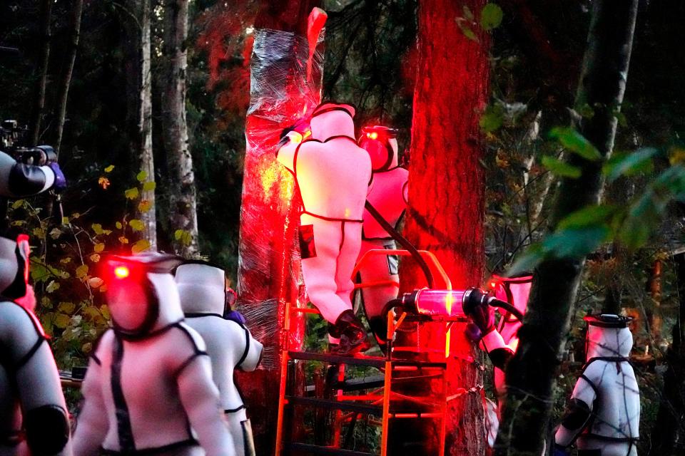 Washington State Department of Agriculture workers, wearing protective suits and working in pre-dawn darkness illuminated with red lamps, vacuum a nest of Asian giant hornets from a treePOOL/AFP via Getty Images