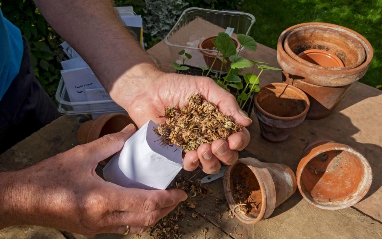 Choose a dry day to gently rub the seed off the flower head or from the pod into a paper bag