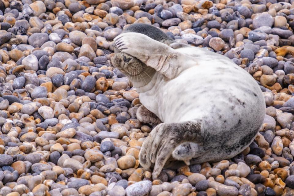 The Argus: The seal pup was on the beach this morning