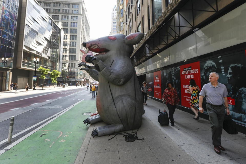 Created in Chicago nearly 30 years ago, Scabby, the giant inflatable union protest rat that has become a fixture at picket lines, may be banned by new labor board rulings. (Photo: Jose M. Osorio/Chicago Tribune/Tribune News Service via Getty Images)