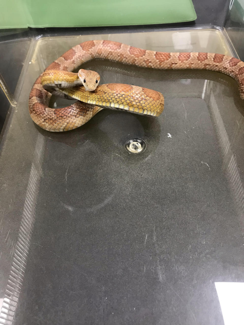 A Cardiff cab driver discovered a corn snake under the bonnet of a taxi in October.