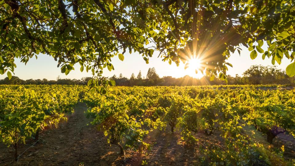 Wine grapes in Sonoma County, California.