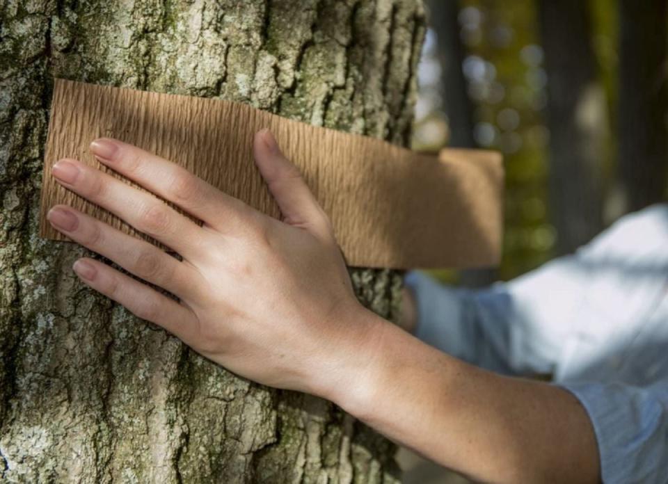Person holds a piece of tree wrap to tree bark