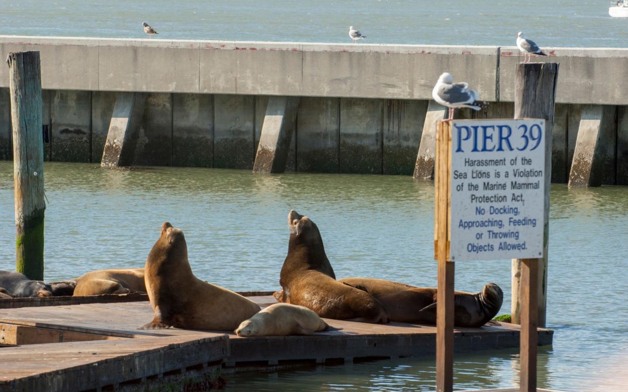 Sea lions on the San Francisco bay waterfront  - LightRocket