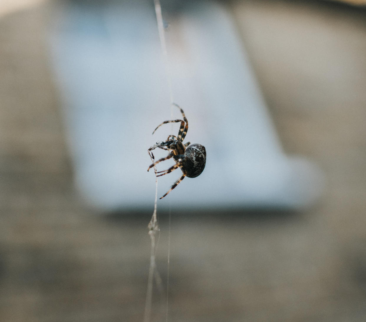 Une araignée a été découverte dans l'oreille d'une patiente à Taïwan. (Photo d'illustration : Getty Images)