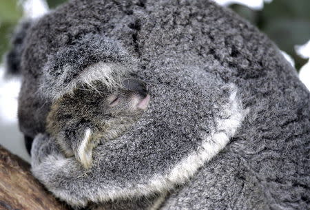 A baby Koala named "Cooee" is held by its mother at Sydney's Taronga Zoo in this July 26, 2004 file photo. REUTERS/David Gray/Files