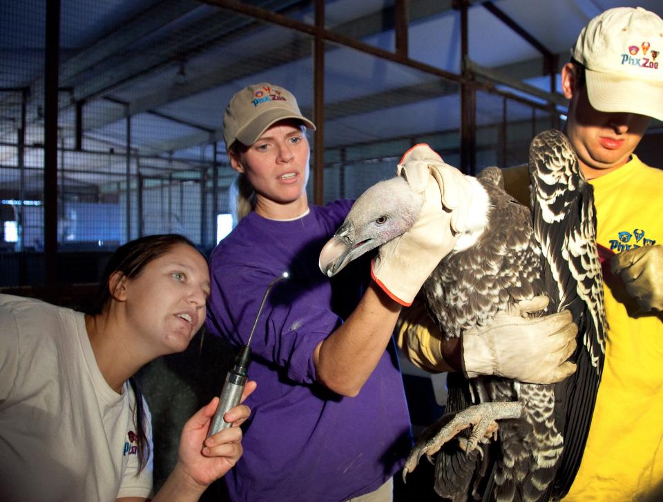 A Rüppell's griffon vulture in Phoenix undergoes an annual checkup in November 2010. Pictured from left is veterinary intern Dr. Sarah Churgin and keepers Michelle Hatwood and Joseph Becker.