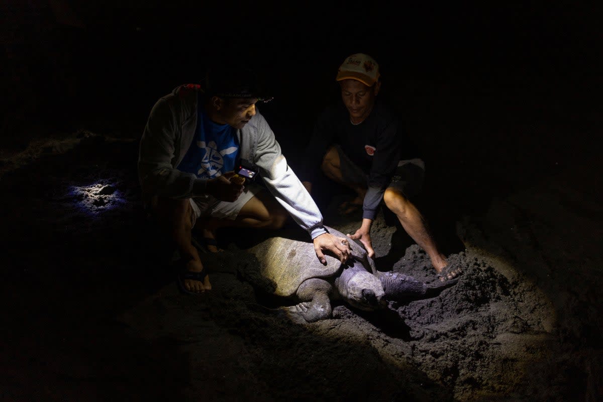 A mother turtle is held before she goes back to the sea (Reuters)