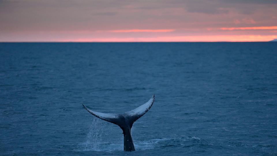 A humpback whale's tail above water in Reykjavik,Iceland.