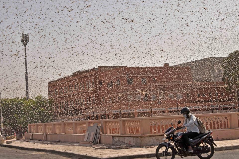 Swarms of locust attack in the walled city of Jaipur, Rajasthan, Monday, May 25, 2020. More than half of Rajasthans 33 districts are affected by invasion by these crop-munching insects.(Photo by Vishal Bhatnagar/NurPhoto via Getty Images)