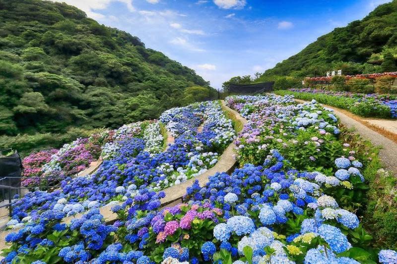 陽明山竹子湖濕冷氣候加上土壤偏酸性的特性，特別適合繡球花生長。（Klook提供）