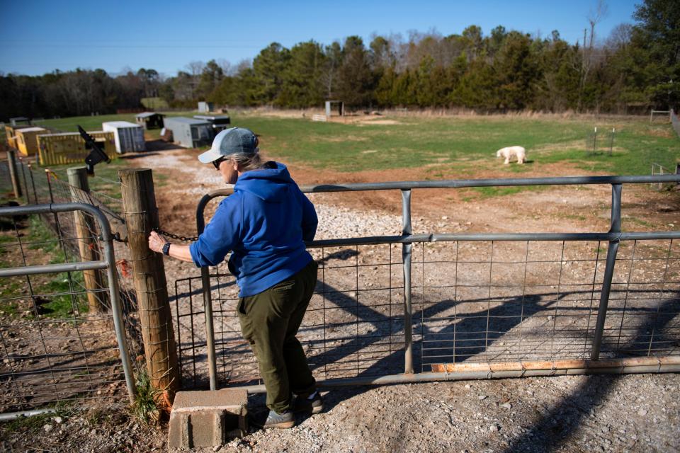 Debbie Webster, owner of Whispering Pines Farm in Seneca, S.C., closes the gate to a pasture on her farm on Thursday, Feb. 15, 2024. Drought in South Carolina has stunted the growth of grass on the farm forcing owner, Debbie Webster, to supplement her livestock's diet with hay.