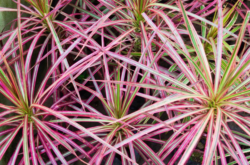 patio plants, close up of dracaena plant outdoors