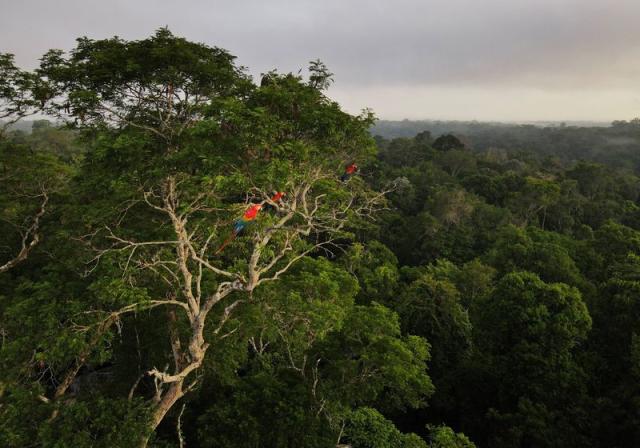 Deforestation in the Brazilian  fell by 68% in April - but