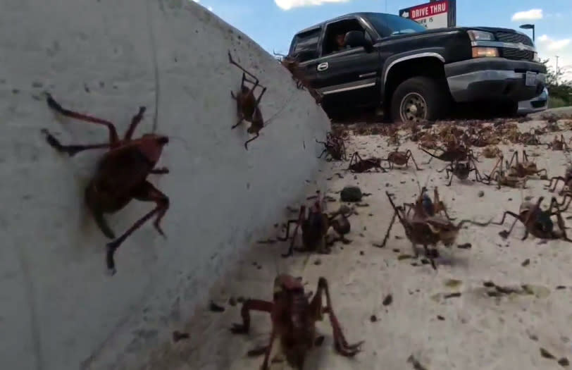 Mormon crickets in Elko, Nevada. (Credit: CBS/Newspath)