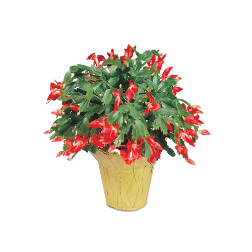 Christmas Cactus