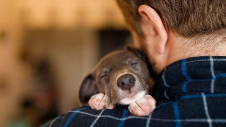 Rescue Dog Falls Asleep on News Broadcast