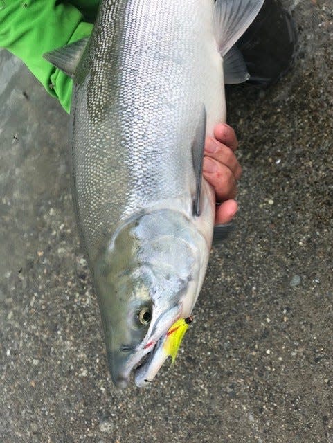 This sockeye salmon was caught from shore in the Kvichak River in southwest Alaska just after the annual migration had begun.