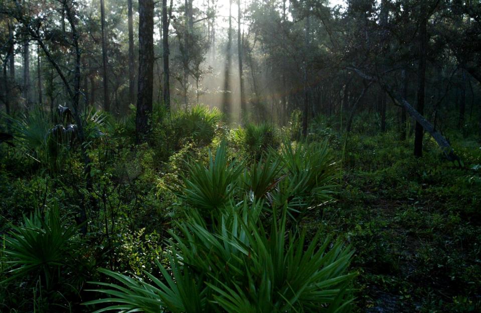 Sunlight falls on a forest in Princess Place Preserve in Flagler County. Local photographers consider the preserve to be among the Volusia-Flagler area's most photogenic locations.