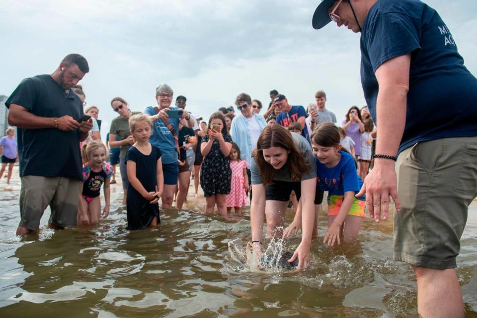 A rehabilitated Kemp’s Ridley sea turtle is released into the Mississippi Sound in Biloxi on Thursday, April 18, 2024.