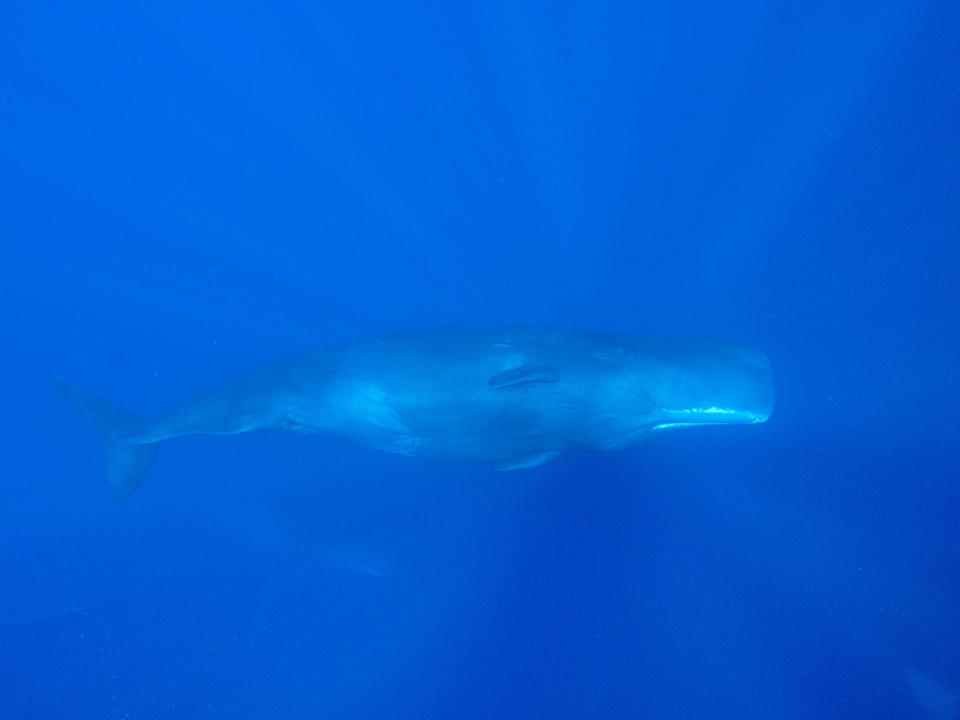 sperm whale underwater in deep blue ocean