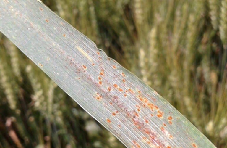 Puccinia striiformis, agente causal de la roya amarilla o estriada