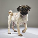 <p>Team: Ruff<br> From: Miami Dade County Animal Services<br> (Photo: Animal Planet) </p>