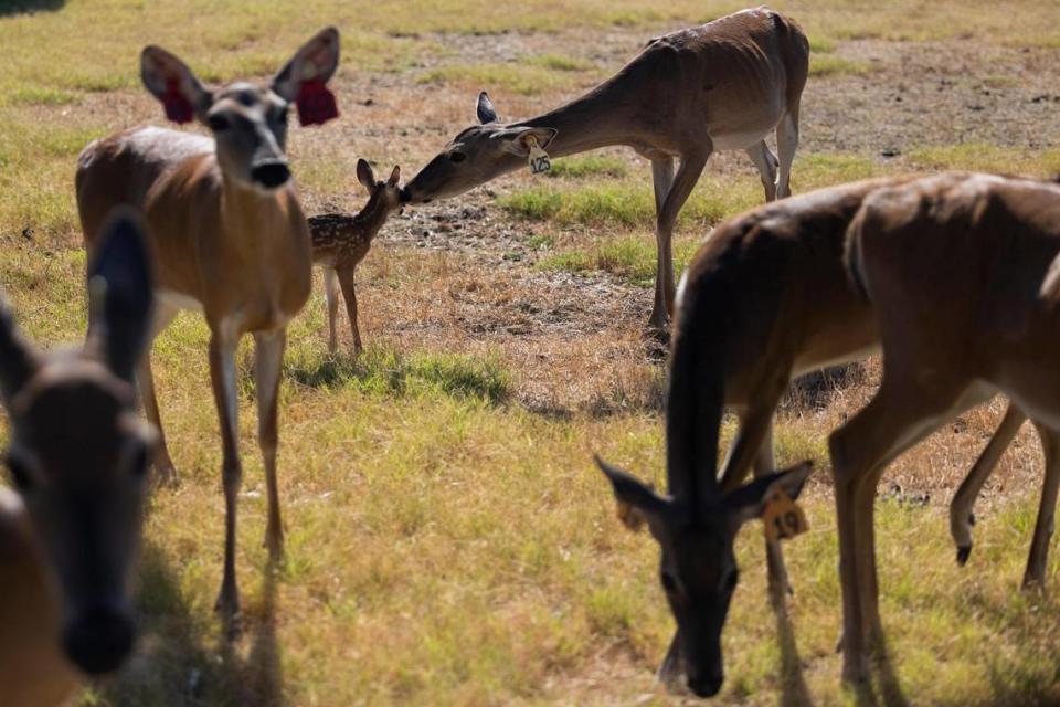 A doe checks on a fawn as others wait for food in this July 2022 file photo from RW Trophy Ranch in North Texas.