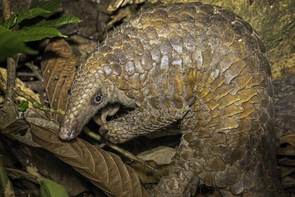 Facebook user Allen Meek had a close encounter with a pangolin in the forest in Mandai, Singapore, Oct 2021. (Photo: Allen Meek)