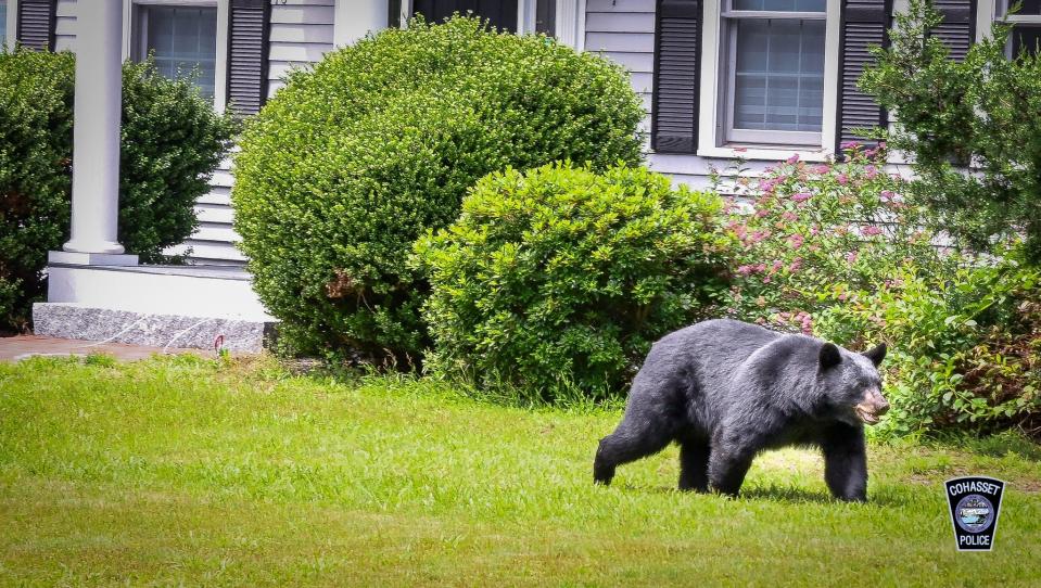 A black bear was spotted last summer in Cohasset.