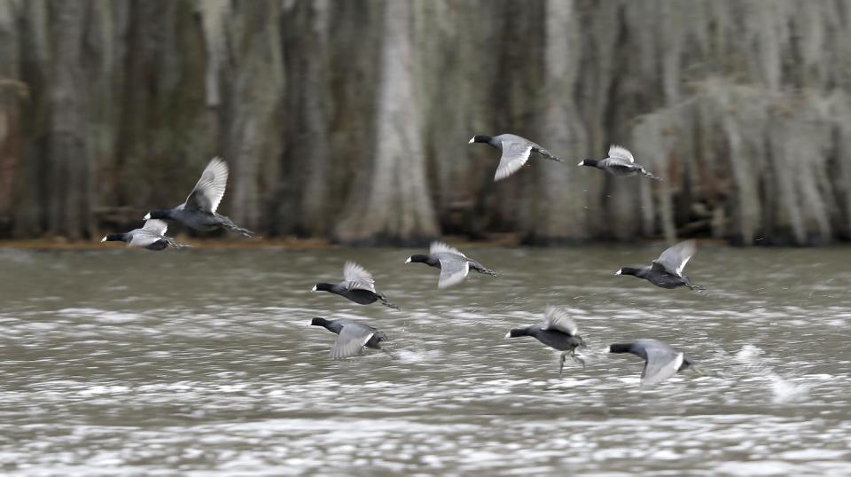 In this photo made Wednesday, Feb. 26, 2014, water fowl take flight from the water on Caddo Lake near Uncertain, Texas. Scientists and researchers from a half-dozen state, federal and private agencies are planning to release up to 50 paddlefish into this Texas lake they once called home. (AP Photo/LM Otero)