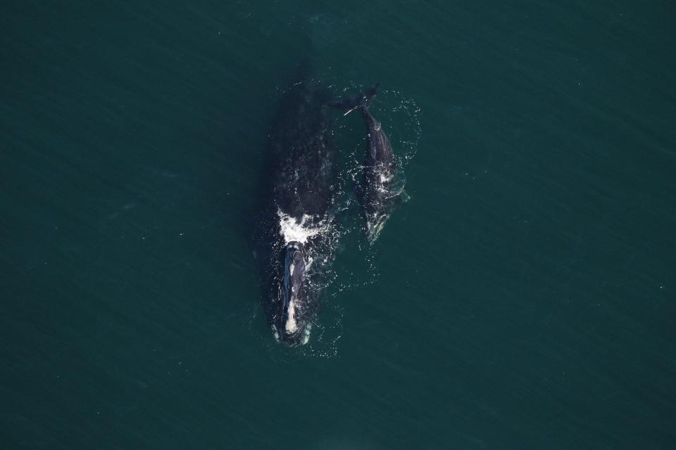 Right whale "Nauset" and her new calf as seen off Sapelo Island Jan. 28. Photo by Clearwater Marine Aquarium Research Institute NOAA permit #20556-01