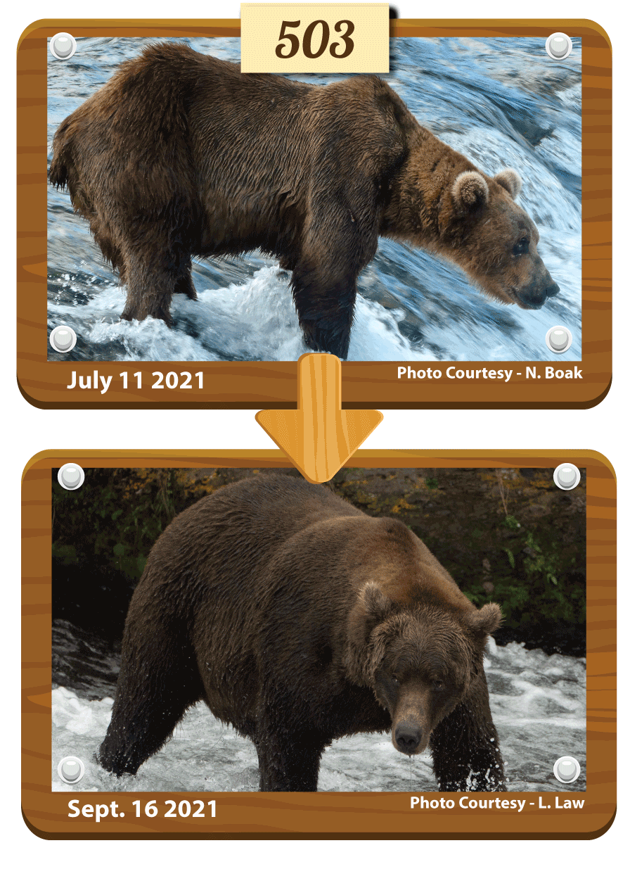 棕熊503數年前曾與母親分開，當時又小又瘦又孤單，但後來被其他母熊收養。外表特色是擁有又長又瘦的腿以及黑色眼圈。