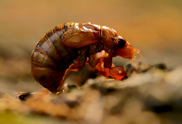 17-year Cicada Invasion