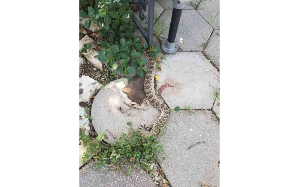 The body of the decapitated rattlesnake <cite>Courtesy of Jennifer Sutcliffe</cite>