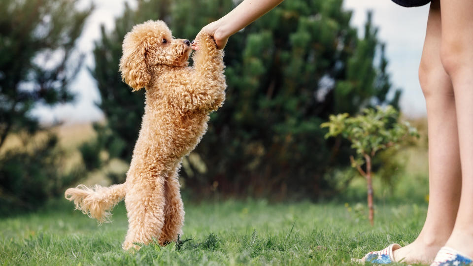 Poodle standing on hindlegs